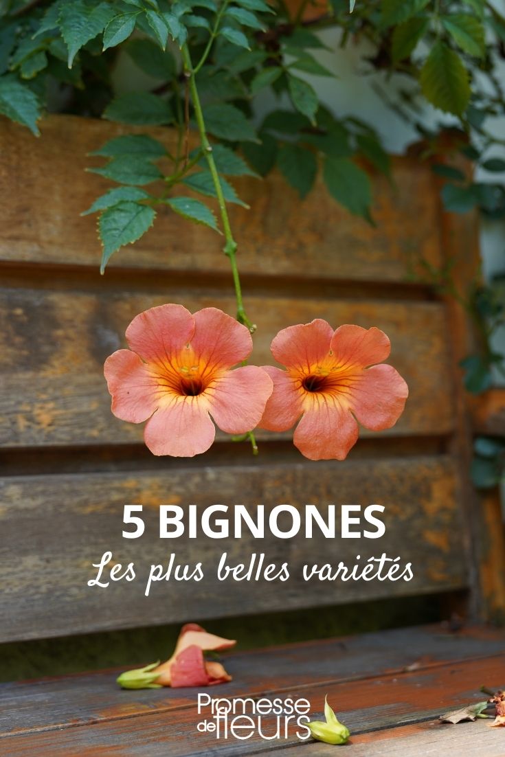 bignones : les plus belles variétés