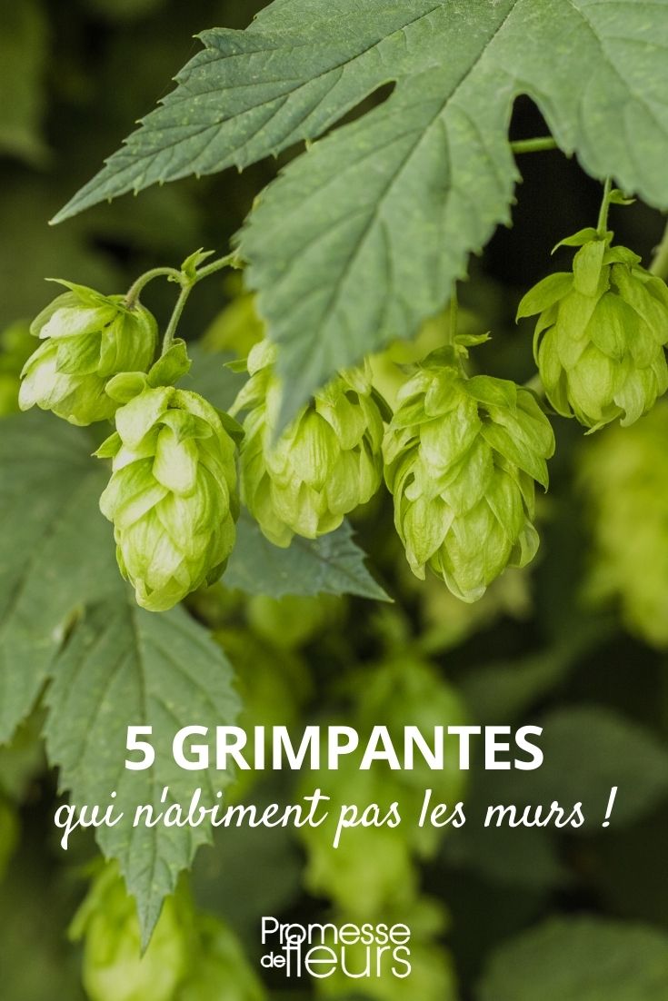 5 grimpantes qui n'abiment pas les murs