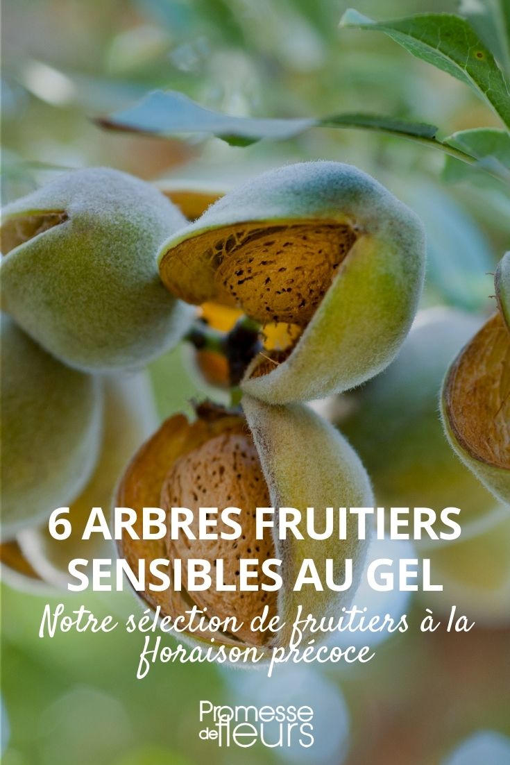 6 arbres fruitiers sensibles au gel