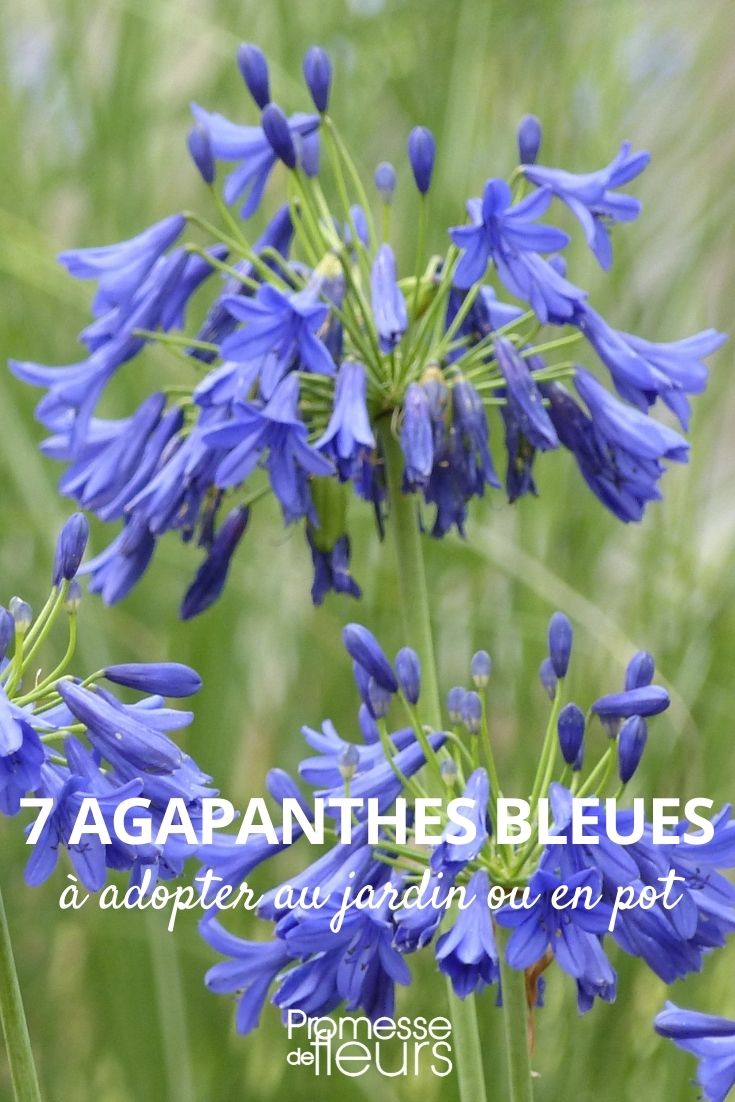 7 agapanthes bleues