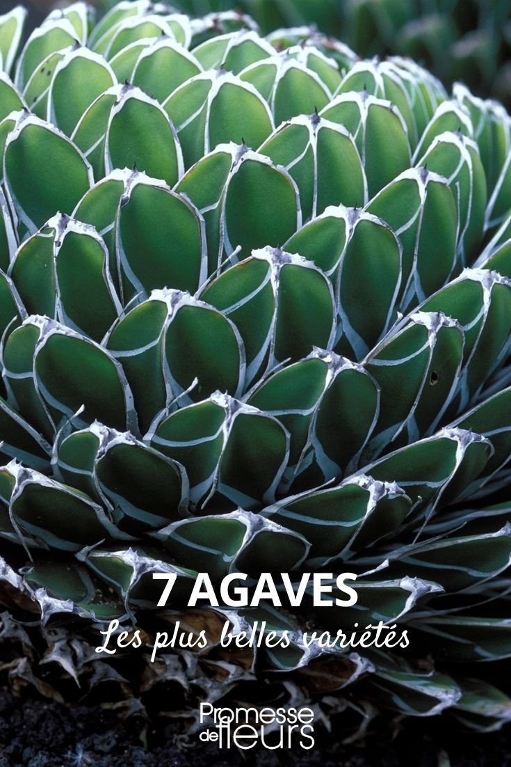 agaves : plus belles variétés