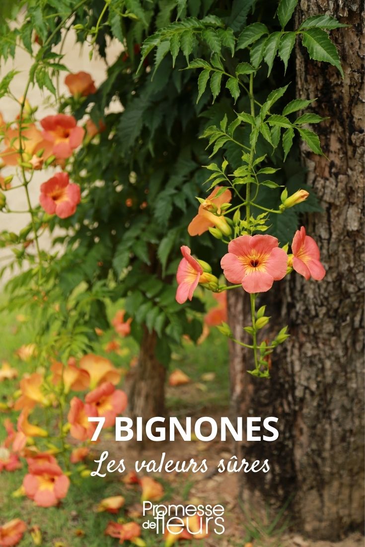 7 bignones valeurs sûres