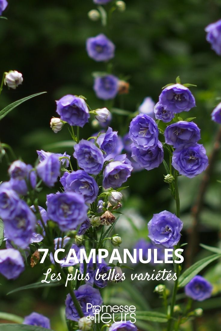 7 campanules, les plus belles variétés