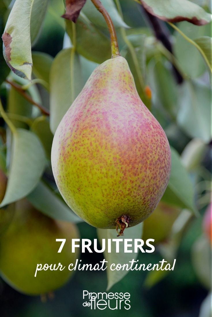 7 fruitiers climat continental