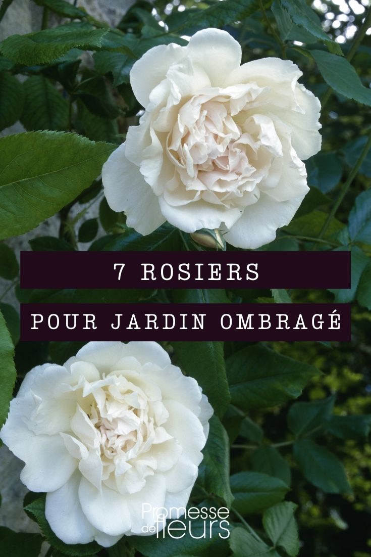 7 rosiers jardin ombre