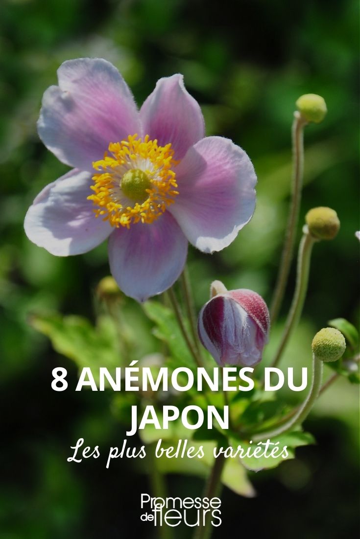 8 anemones japonaise