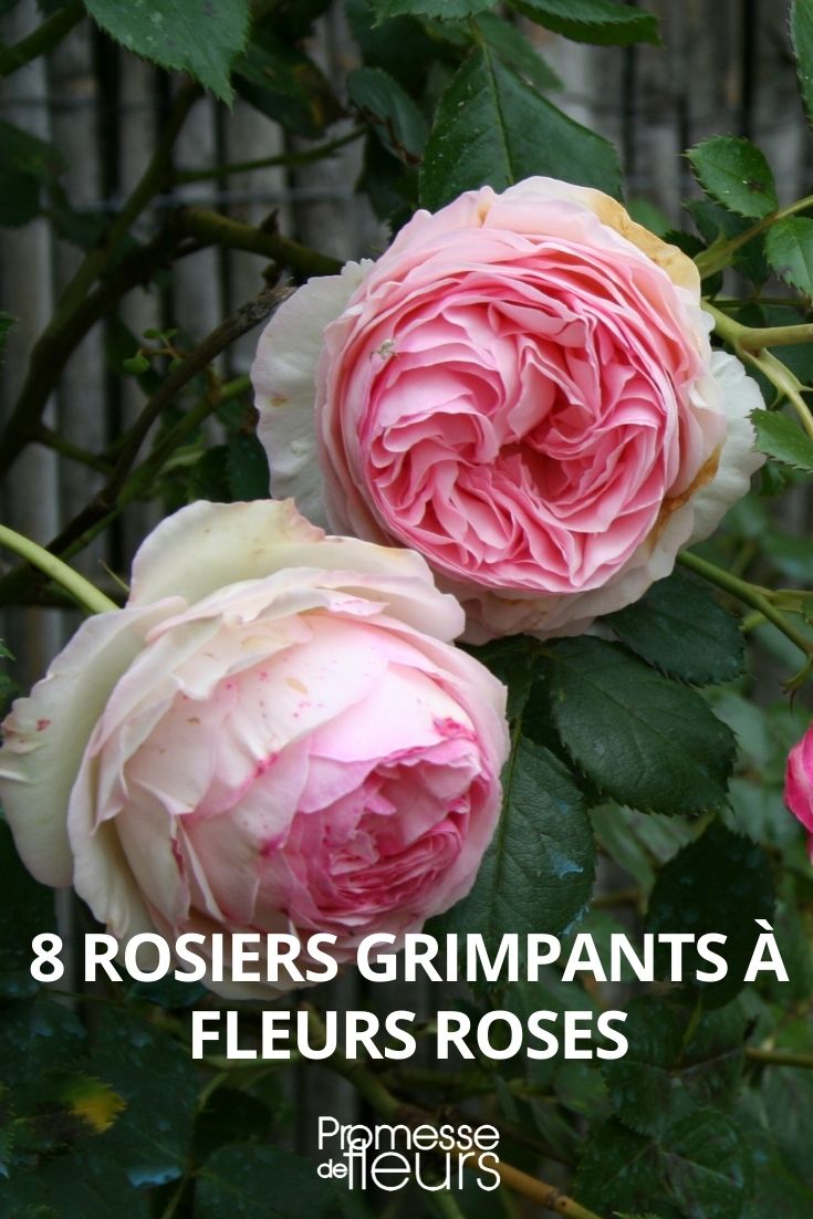 8 rosier grimpant fleurs roses