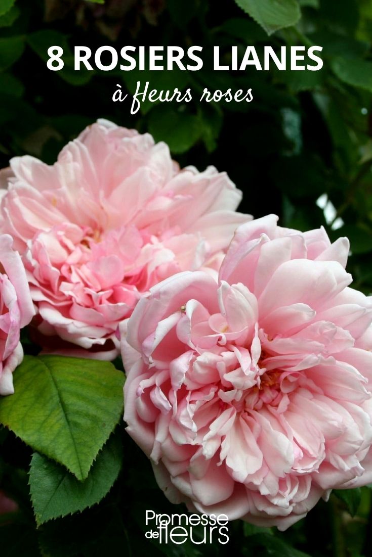 8 rosier liane fleurs roses
