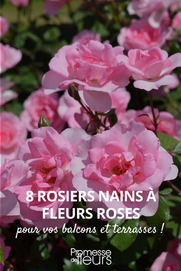 8 rosier nains fleurs roses