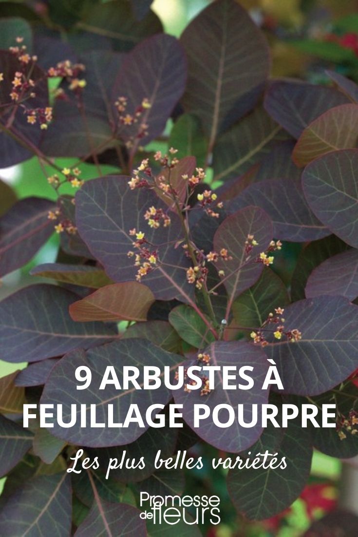 9 arbustes feuillage pourpre