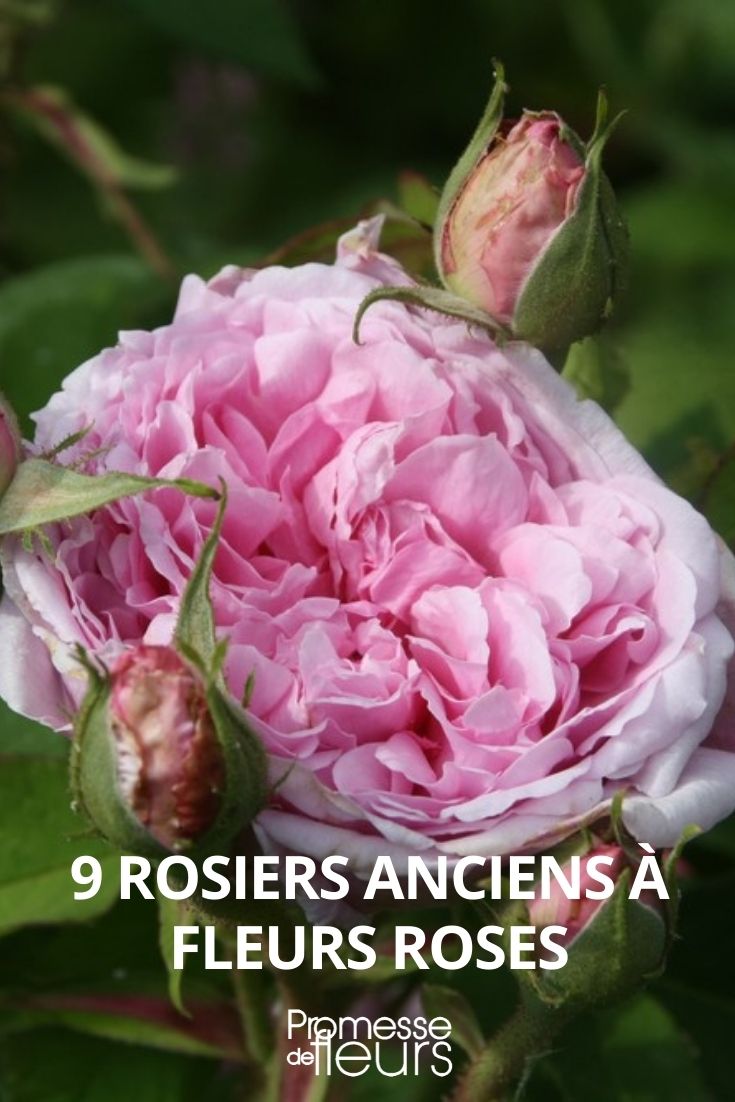 9 rosier anciens fleurs roses