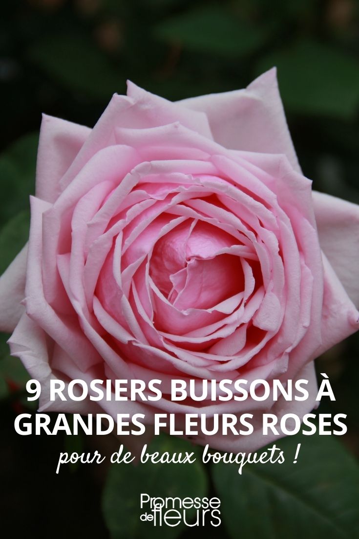 9 rosier buisson grandes fleurs roses