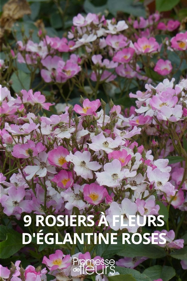 9 rosier fleurs églantine roses