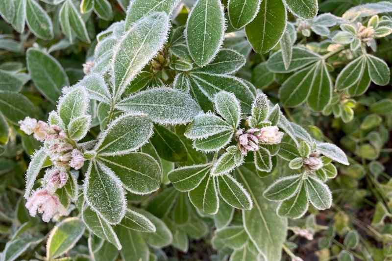 Comment protéger et enrichir ses plantes l'hiver ? - In my french garden