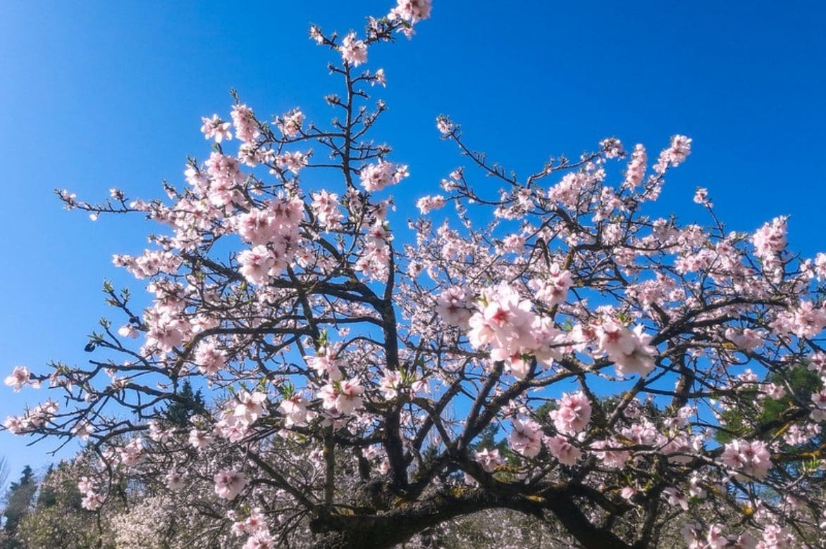 amandier Prunus dulcis 