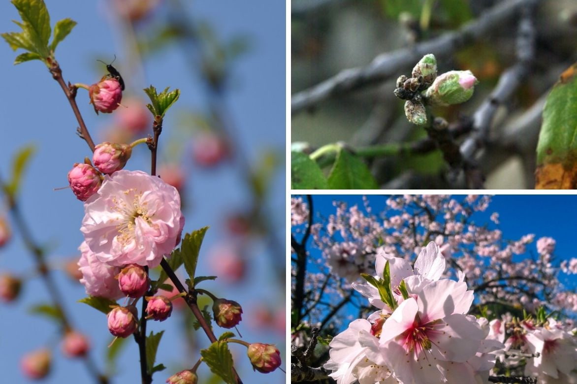 amandier Prunus dulcis 