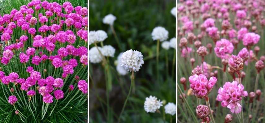 armeria maritina en pot, gazon d Espagne en pot, Armeria culture en pot, Gazon d'Espagne en pot