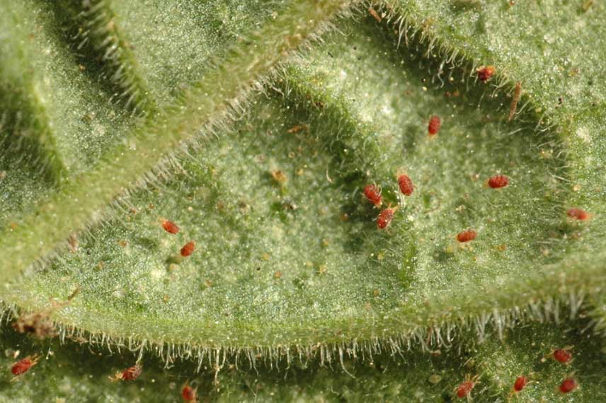 Photo libre de droit de Boules À Mites Dans Le Verre Sur Les Sacs