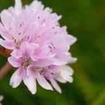 Associer l’armeria