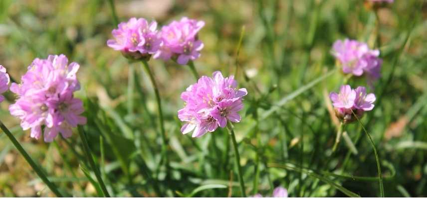 armeria maritima en pot, gazon d Espagne en pot, Armeria culture en pot, Gazon d'Espagne en pot