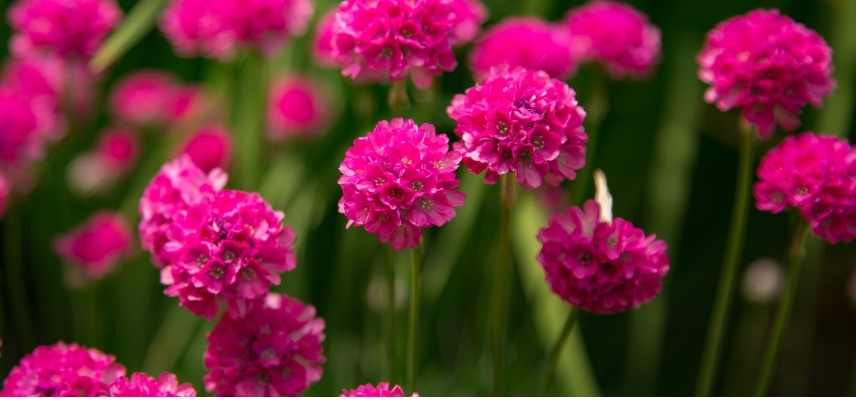 armeria maritima en pot, gazon d Espagne en pot, Armeria culture en pot, Gazon d'Espagne en pot