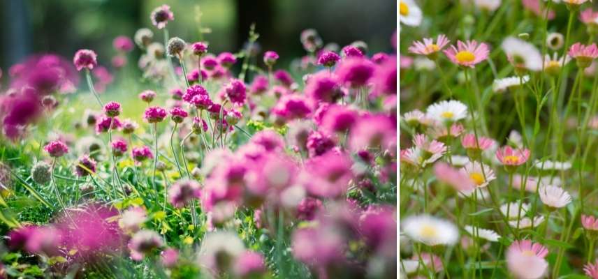 armeria maritima en pot, gazon d Espagne en pot, Armeria culture en pot, Gazon d'Espagne en pot