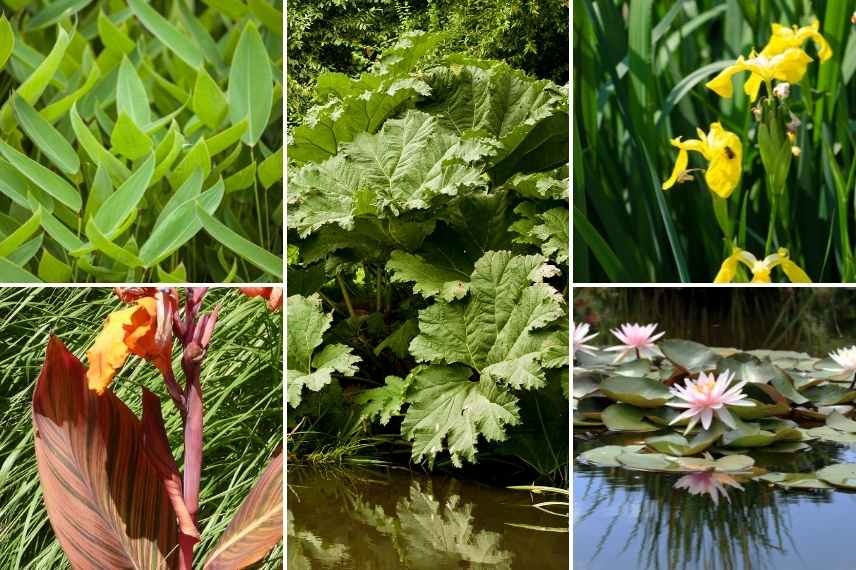 Gunnera association, Gunnera associer, Gunnera massif , Gunnere massif, Gunnere associer, Gunnera avec quoi la planter