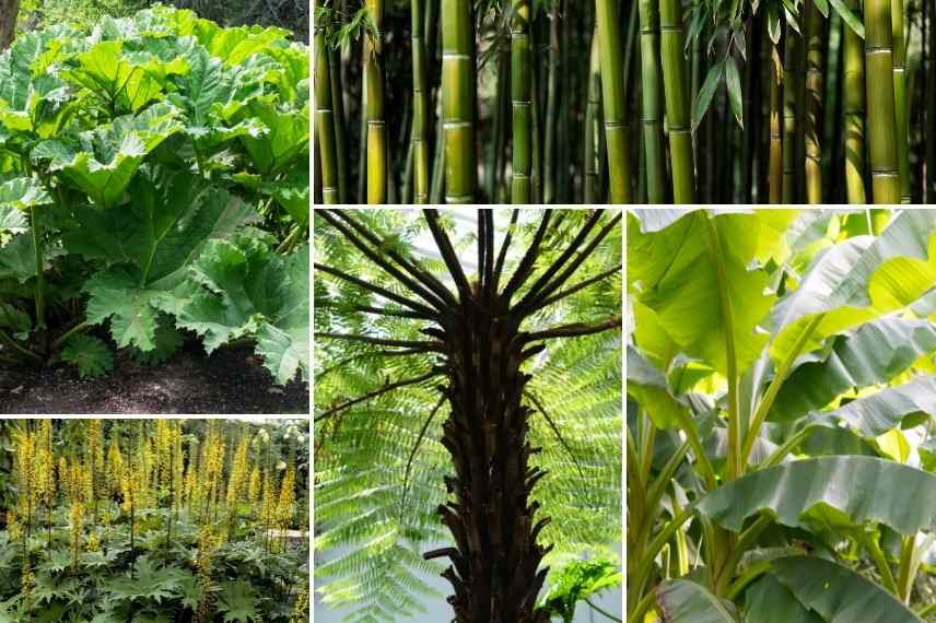 Gunnera association, Gunnera associer, Gunnera massif , Gunnere massif, Gunnere associer, Gunnera avec quoi la planter