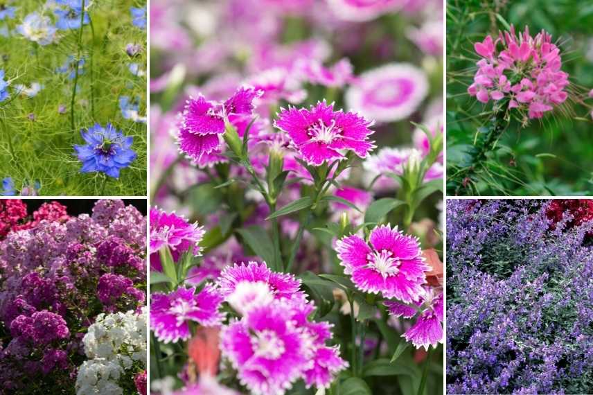 Dianthus barbatus, oeillet des poètes, oeillet barbu, bouquet parfait, jalousie plante,