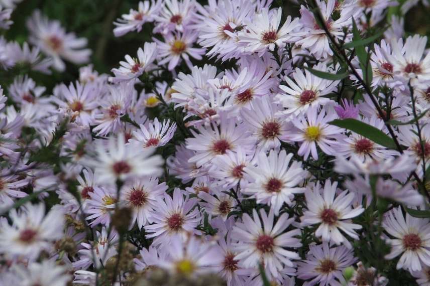 aster résistant maladies