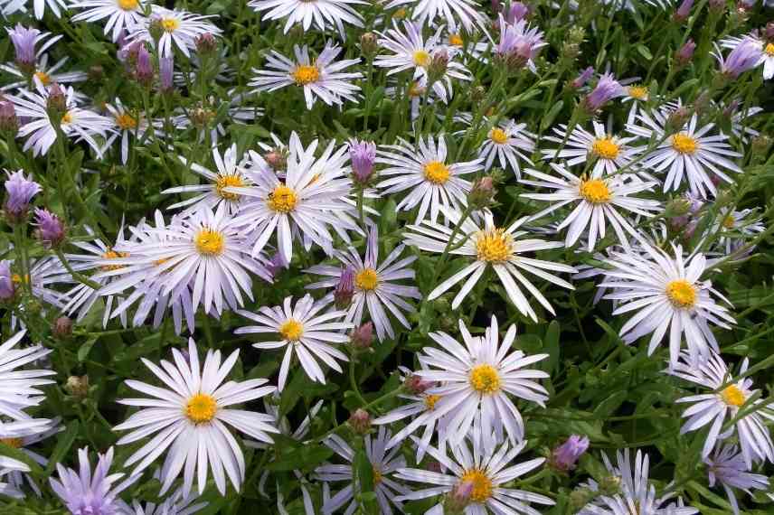 Aster pyrenaeus Lutetia résistant 