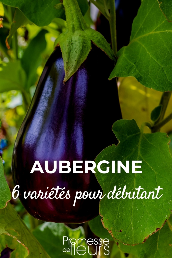 Les maladies et ravageurs de l'aubergine - Promesse de Fleurs