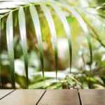 Quelles plantes pour un balcon exotique ?