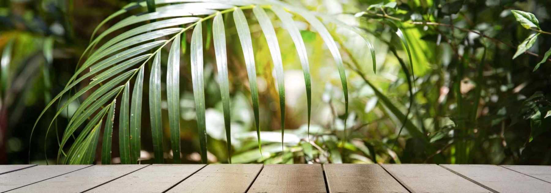 Quelles plantes pour un balcon exotique ?