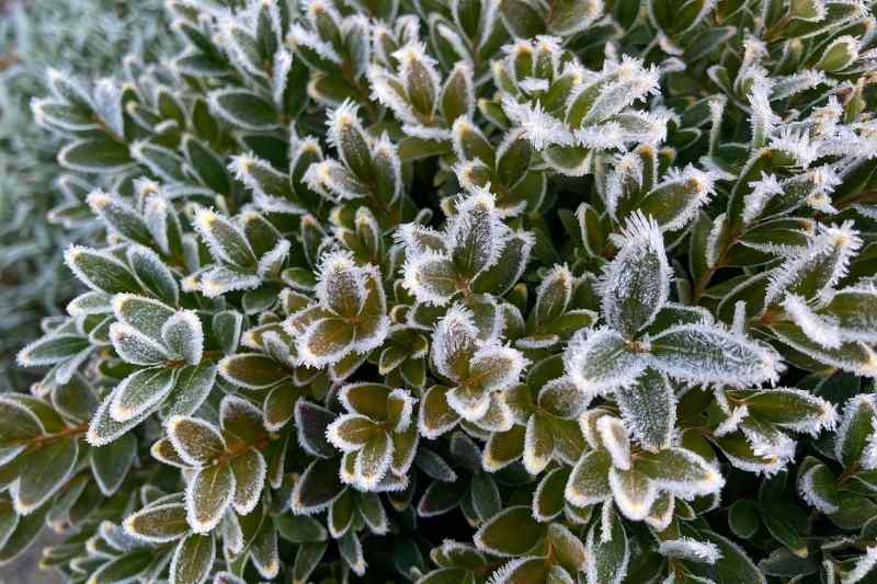 Comment protéger vos plantes du froid ? Le gel arrive