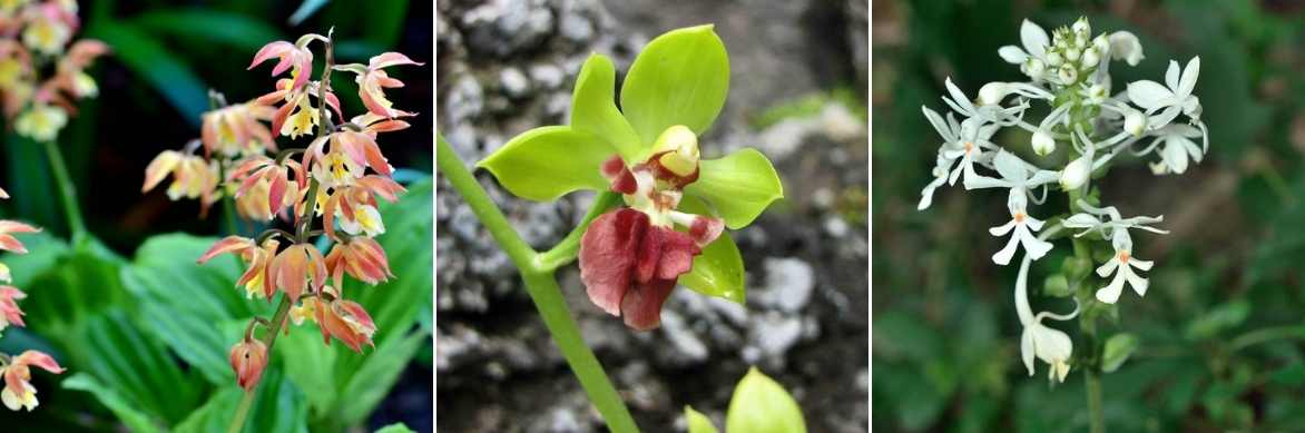 orchidee terrestre, calanthe, orchidée vivace rustique