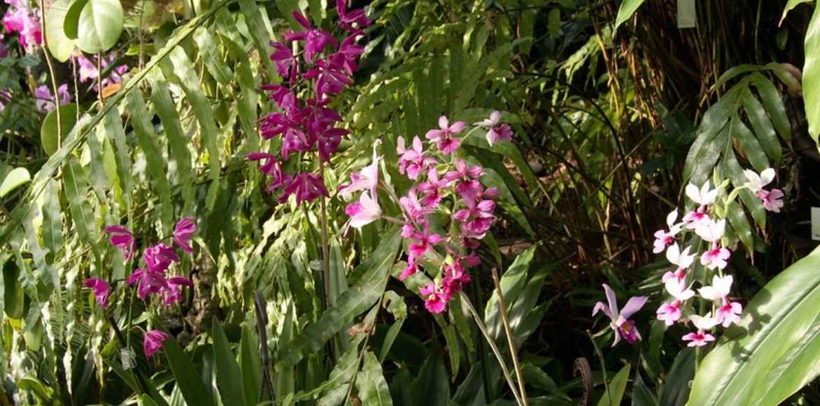 orchidee terrestre, calanthe, orchidée vivace rustique