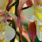 Calanthe : planter et cultiver