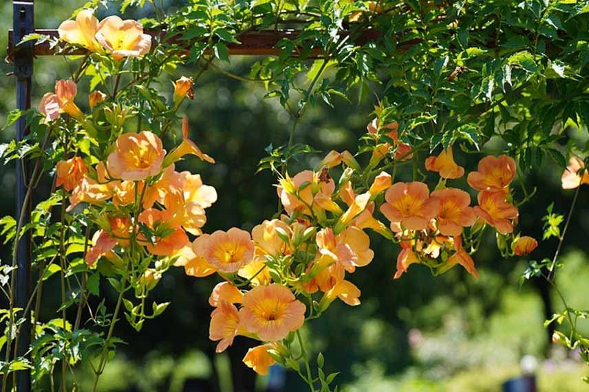 Campsis grandiflora