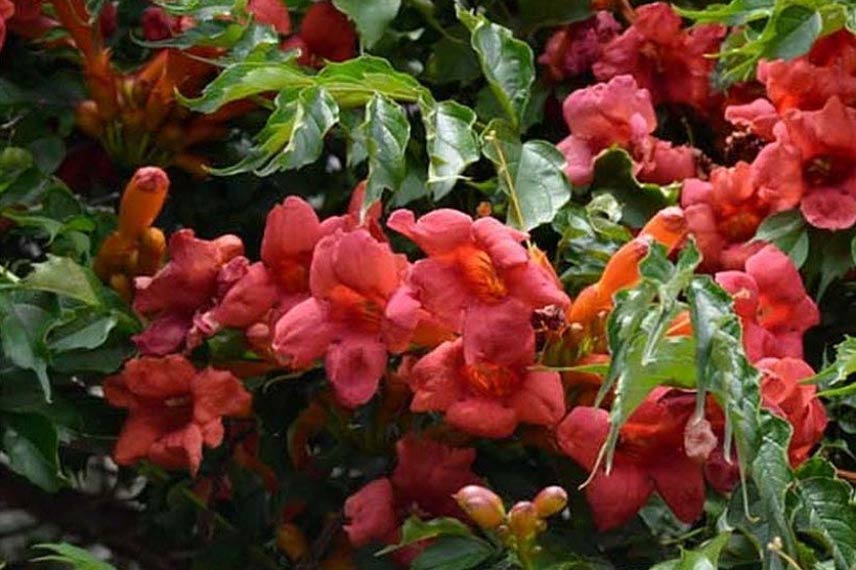 Campsis radicans 'Atropurpurea'