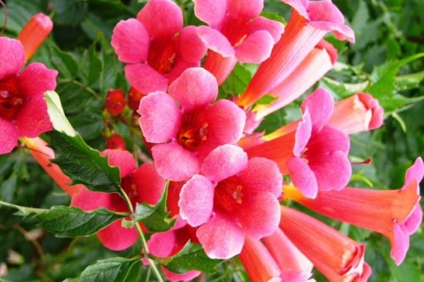 Campsis radicans ‘Flamenco’