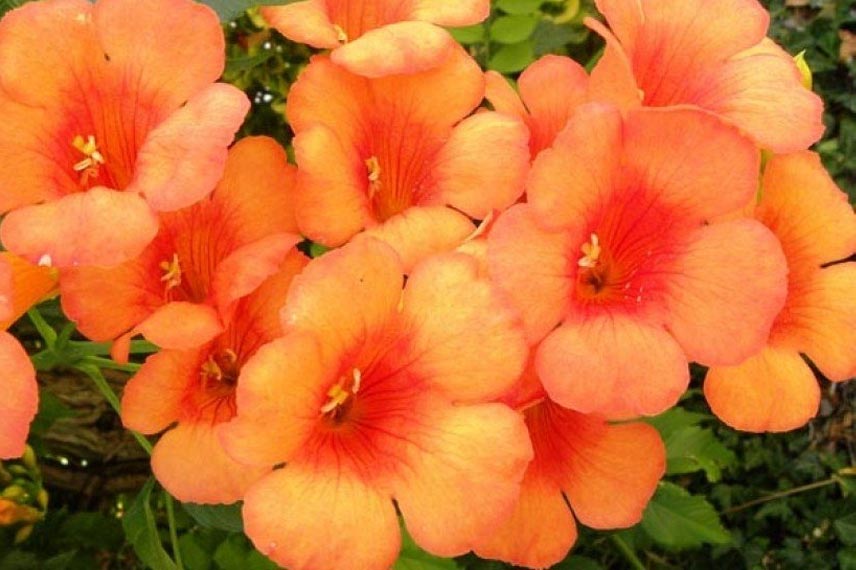 Campsis radicans ‘Indian Summer’