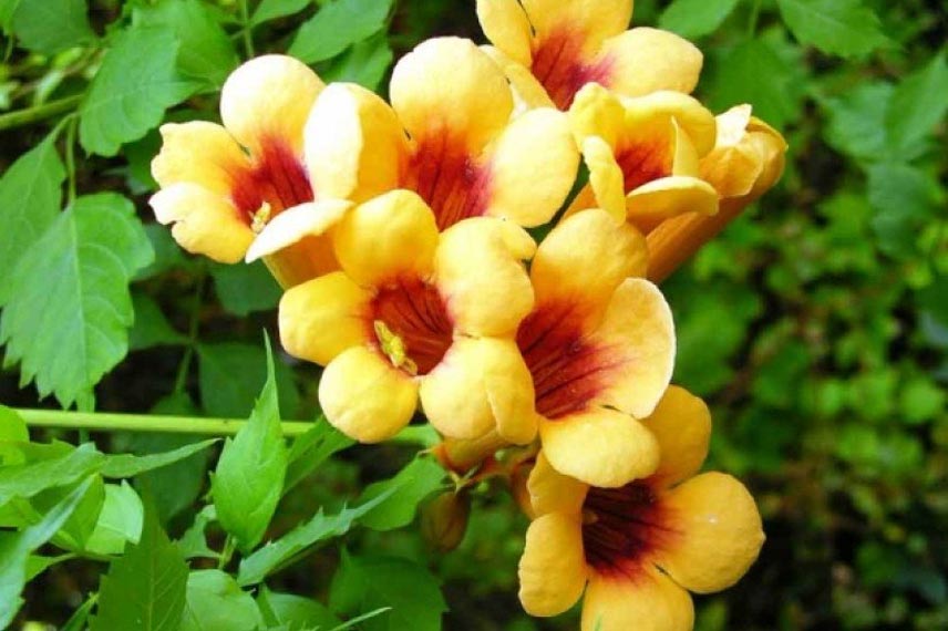 Campsis radicans ‘Judy’