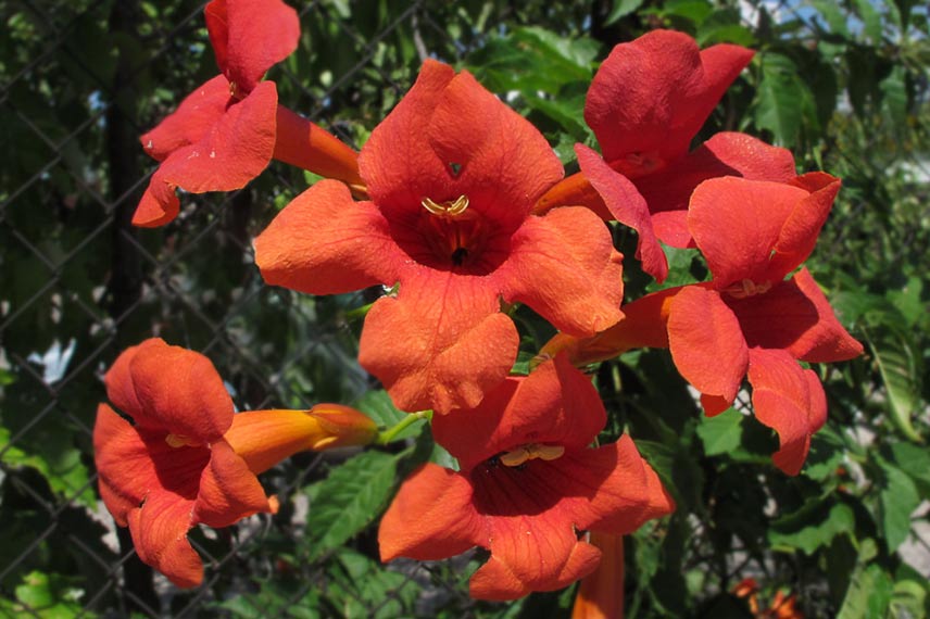 Campsis radicans ‘Stromboli’