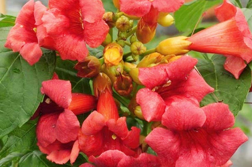 Campsis radicans 'Stromboli’