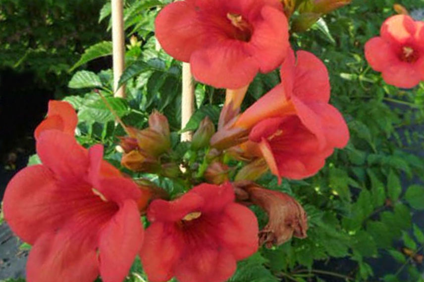 Campsis (x) tagliabuana ‘Madame Galen’