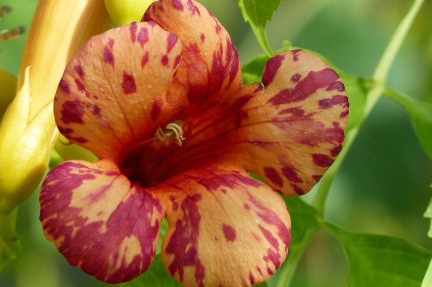 Campsis x tagliabuana ‘Orangeade’