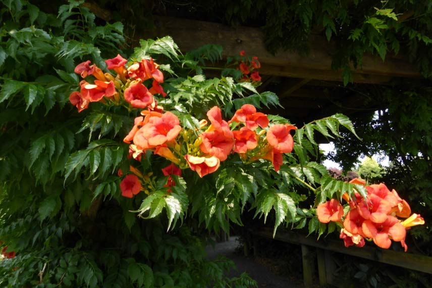 Campsis x tagliabuana 'Madame Galen'