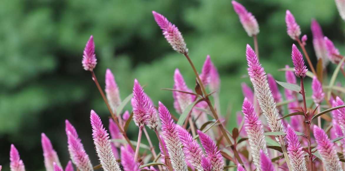 Celosia, Celosie, fleur de velours, plante velours, crête de coq, plante doudou, passe velours