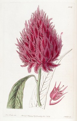 Celosia, Celosie, fleur de velours, plante velours, crête de coq, plante doudou